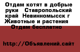 Отдам котят в добрые руки - Ставропольский край, Невинномысск г. Животные и растения » Отдам бесплатно   